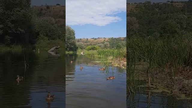 ручные дикие утки. Северский Донец,часть2 смотреть онлайн