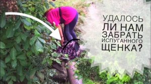 Забираем собаку, которую хотят поджечь