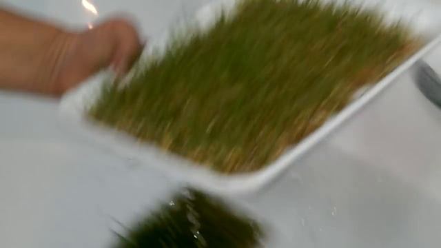 КАК ПОЛУЧИТЬ СОК ИЗ РОСТКОВ ПШЕНИЦЫ ЗА 10 ДНЕЙ ПОШАГОВО