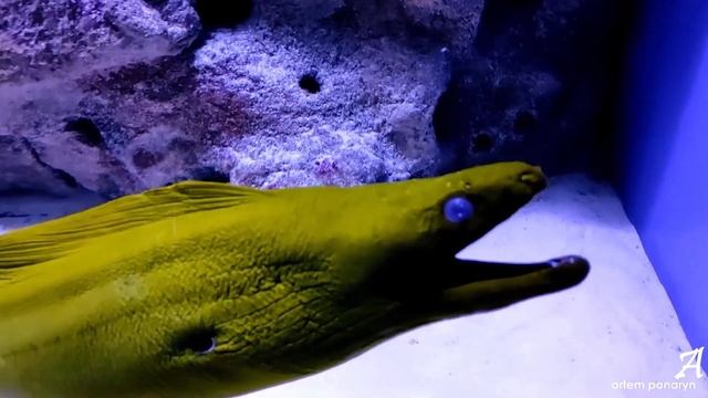 ЭКЗОТИЧЕСКИЕ МОРСКИЕ РЫБЫ И КОРАЛЛЫ / КИЕВСКИЙ ОКАНАРИУМ #океанариум смотреть онлайн