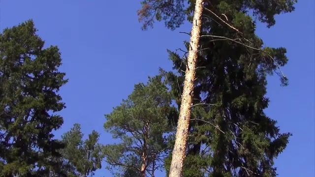 Продажа участка в Малаховке | ИЖС смотреть онлайн