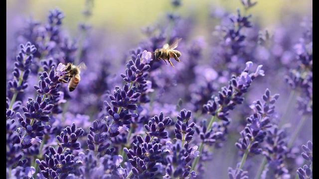 Beethoven, Romance for violin no. 2 in F major, flute transcription смотреть онлайн