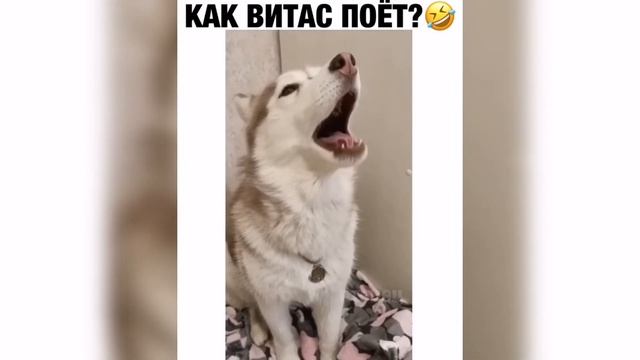 Собака знает как Витас поет смотреть онлайн