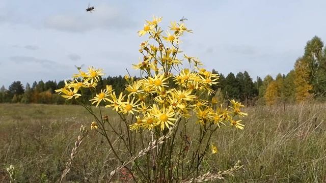 DSCN1119 Осень,цветок- "Крестовик обыкновенный" смотреть онлайн