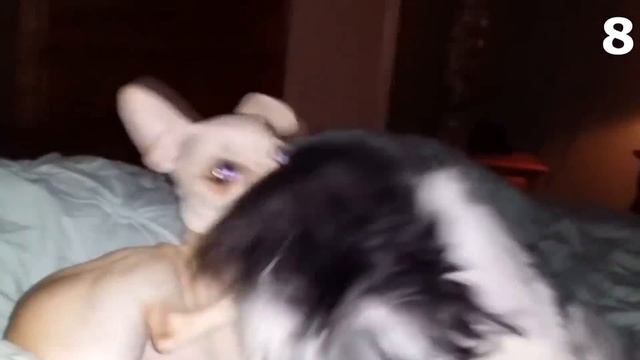 15 Страшных Видео, Когда Домашние Животные Увидели Настоящего Призрака смотреть онлайн