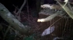 ЖИВОЛОВУШКА НА ЛИСУ, КУНИЦУ И ТД. ПОПАЛСЯ КОТ!!!