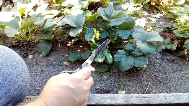 Уход за ремонтантной клубникой после первого сбора урожая смотреть онлайн