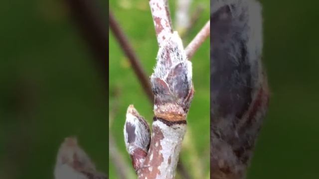 Rowan (Sorbus aucuparia) - buds close up - December 2017 смотреть онлайн