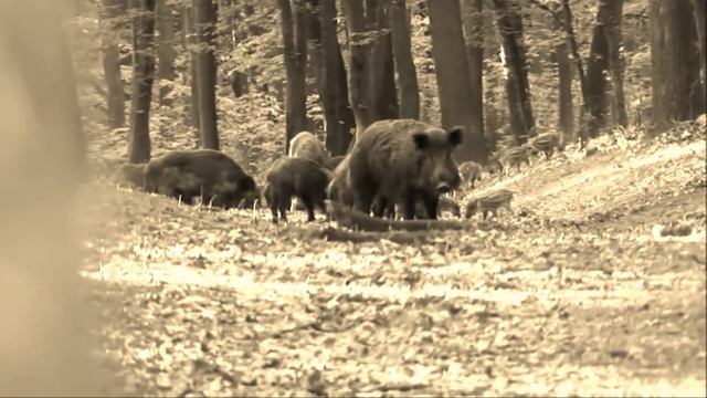 Охота на кабана Дагохотобщество смотреть онлайн