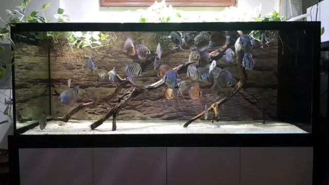 Дикие дискусы смотреть онлайн