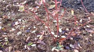 Как сажать голубику.  Можно ли разрывать корневой ком  при посадке голубики