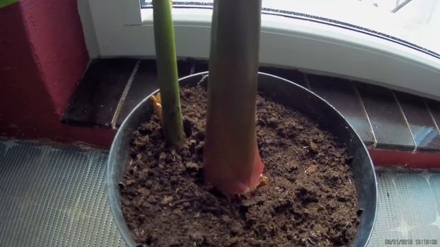 Odc-540-Sadzonka musa basjoo, zimowanie w domu. Jakie kupować i kiedy.Poradnik смотреть онлайн