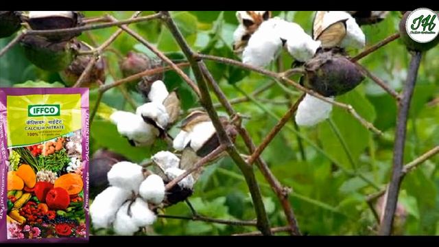 #calcium #nitrate #fertilizer Calcium Nitrate Fertilizer Ka Upyog, Calcium Nitrate For Plants