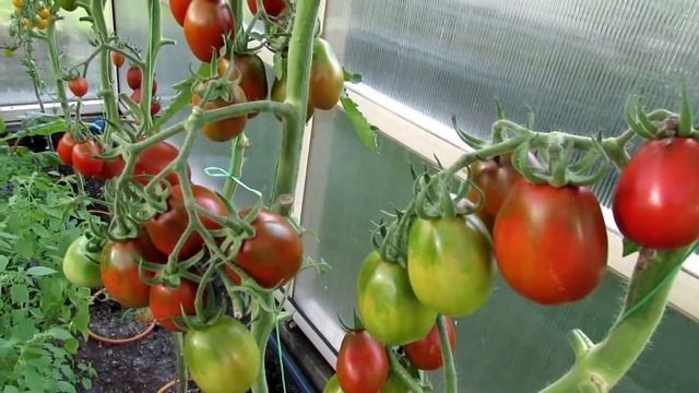 Томаты этого года, выращенные в теплице. Мой опыт | Про Сад с Любовью смотреть онлайн