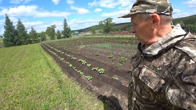 ОКУЧИВАНИЕ КАРТОШКИ ДВУХРЯДНЫМ ОКУЧНИКОМ НА МОТОБЛОКЕ смотреть онлайн