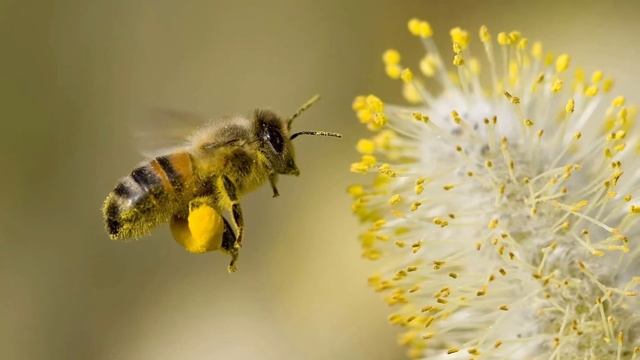 КАК ПЧЕЛЫ ДЕЛАЮТ МЕД | КАК ПЧЕЛЫ ПРЕВРАЩАЮТ МЕД В НЕКТАР | ЭТАПЫ ДОБЫЧИ МЕДА | ВЫРАБОТКА МЕДА ПЧЕЛО смотреть онлайн