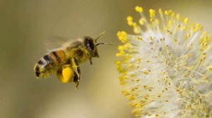 КАК ПЧЕЛЫ ДЕЛАЮТ МЕД | КАК ПЧЕЛЫ ПРЕВРАЩАЮТ МЕД В НЕКТАР | ЭТАПЫ ДОБЫЧИ МЕДА | ВЫРАБОТКА МЕДА ПЧЕЛО