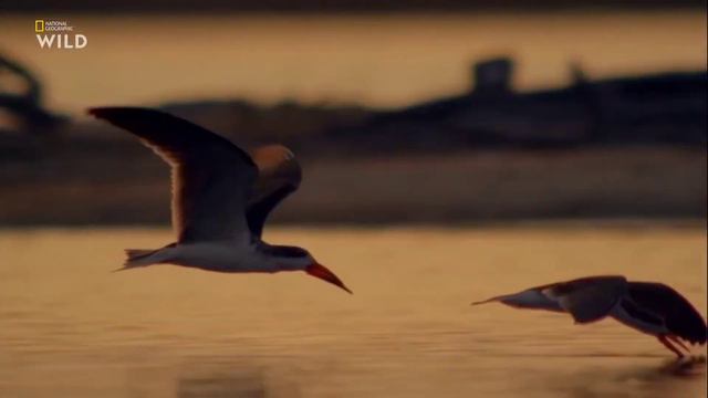 Африка. Птицы водорезы смотреть онлайн