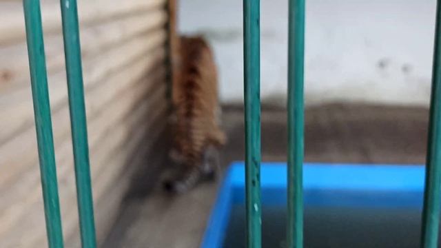 Тигра-кусака??❤ смотреть онлайн