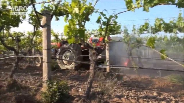 Защита плантаций виноградника от болезней и вредителей. смотреть онлайн