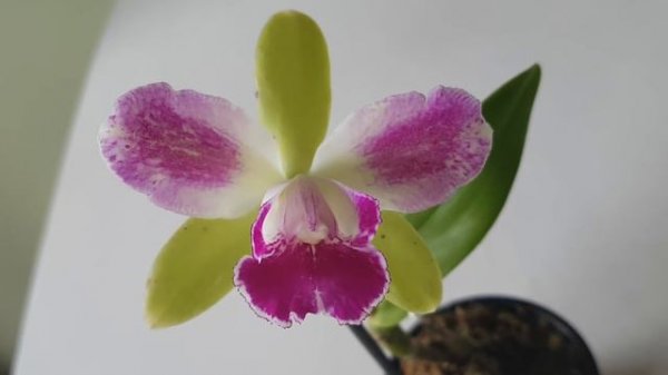 Rlc Village Chief North ' Green Genius'