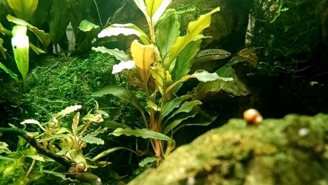 #5. Дикая заводь. Категория от 61 литра смотреть онлайн