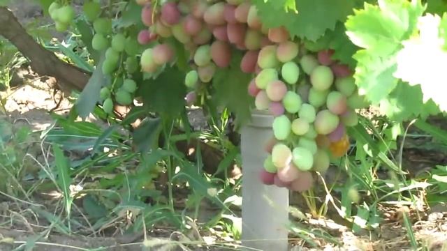 Виноград "Парижанка" смотреть онлайн