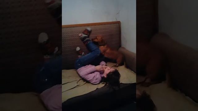 Реакция собаки на носки смотреть онлайн