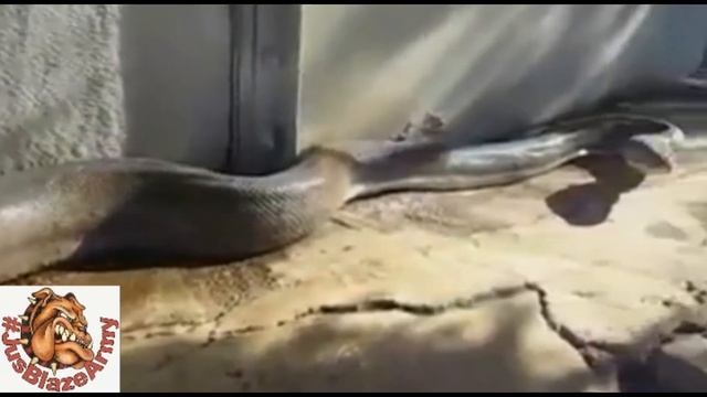 Expect The Unexpected: 7 (Massive Snake Found!!) смотреть онлайн