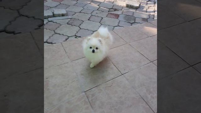 Мини девочка померанский шпиц (6 мес) Вес 1,2 кг, нежная и ласковая малышка в поиске семьи. смотреть онлайн