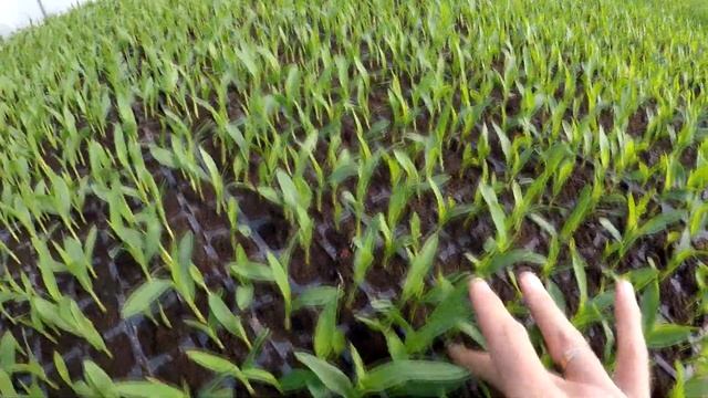 Сахарная кукуруза. Армянск - серия 2. Всходы рассады. Развитие рассады. смотреть онлайн