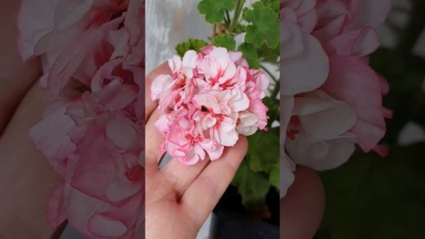 pelargonium zonale "Charmay Cockey" - пеларгония зональная "Charmay Cockey"