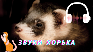 Звуки хорька| Какие звуки издают хорьки слушать | Звуки животных
