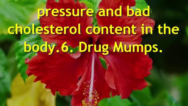 Health Benefits of Chinese hibiscus or China rose for Body and Beauty смотреть онлайн