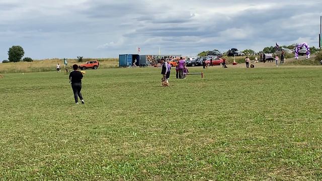 Французский бульдог Якоб. Экзамен BH/VT смотреть онлайн