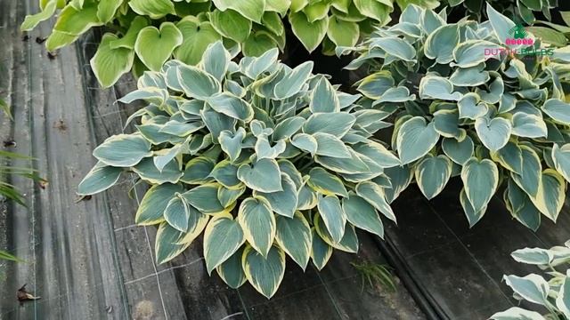 Hosta - First Frost смотреть онлайн