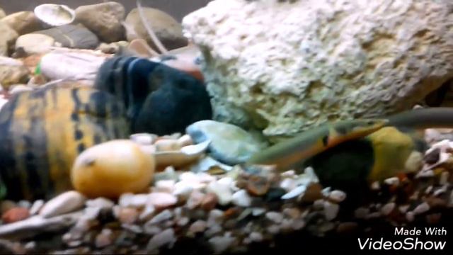 Аквариум в моём доме :)) смотреть онлайн