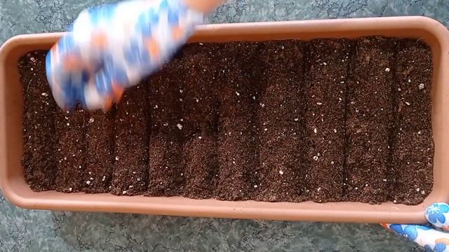 КАК ПОСЕЯТЬ ЛУК ЭКСИБИШЕН смотреть онлайн