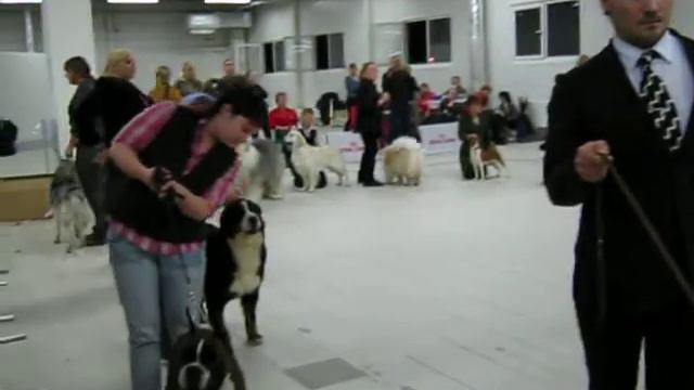 Airedale Вита