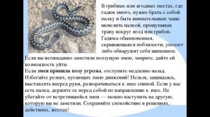 Беседа «Как защититься от укуса гадюки» – мастер-классы, занятия, уроки