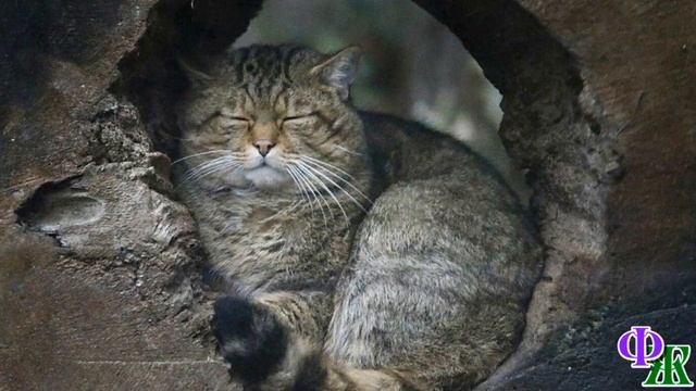 Старый дом 1. «Говорят, тут даже призраки есть!» - таинственным шепотом сказал Ромка смотреть онлайн