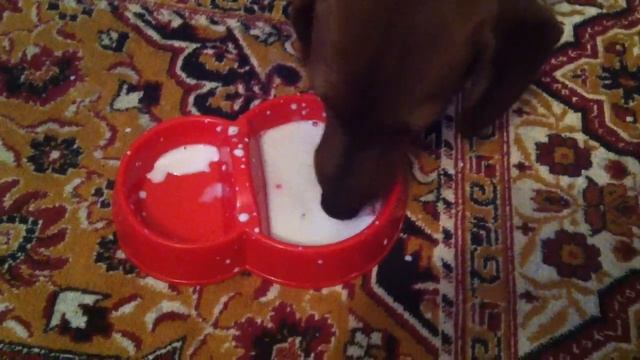 Щенок таксы прикольно пьет молоко