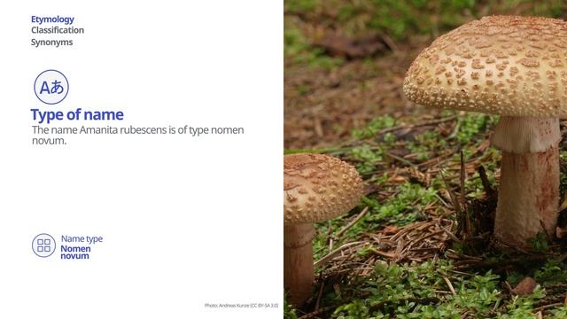 Blusher (Amanita rubescens) | Scientific Mushroom Profile | Shroomers смотреть онлайн