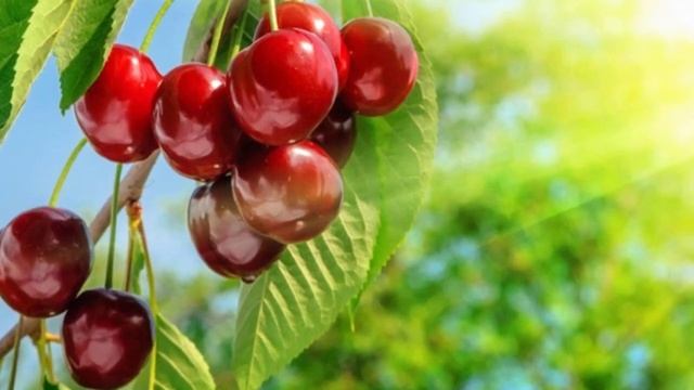 ВИШНЯ ЗАЩИЩАЕТ от НЕСКОЛЬКИХ ВИДОВ РАКА ? Что творит вишня с организмом смотреть онлайн