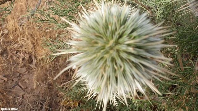 من اغرب نباتات البر ، العشب القنفذي الازرق او نبات القنفذ Echinops ritro смотреть онлайн