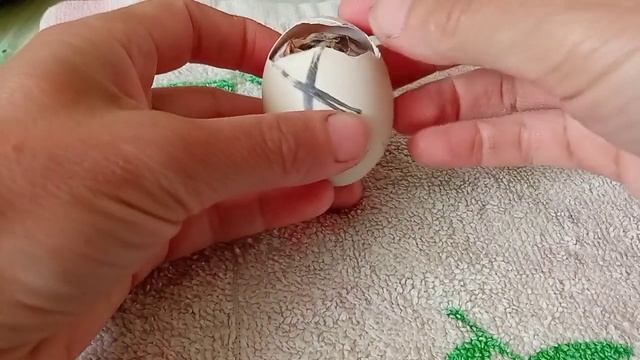 Курица?бросила гнездо, а цыплята взяли и вылупились!!!???Это просто чудо! смотреть онлайн