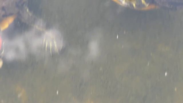 Чем не брезгуют красноухие черепахи смотреть онлайн