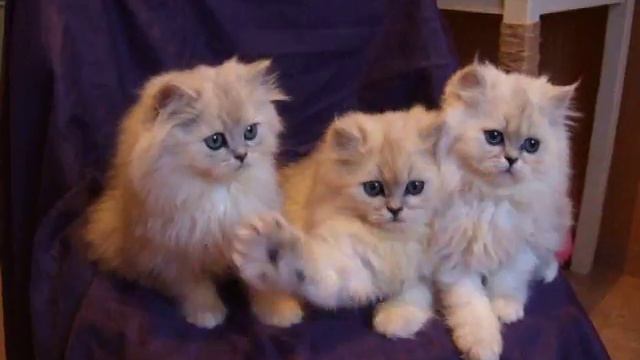 Персидские котята DSCF0481 смотреть онлайн