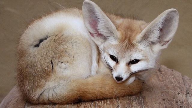 Фенек - самая маленькая лисица в мире (лат. Vulpes zerda) смотреть онлайн