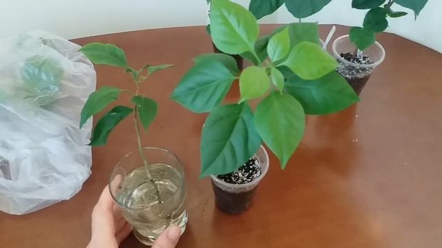 Бугенвиллия. Размножение в воде или грунте? смотреть онлайн